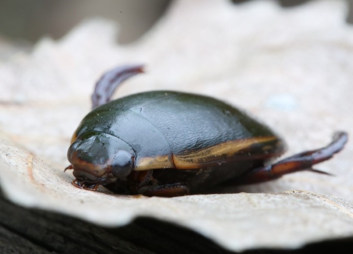 Predaceous Diving Beetle